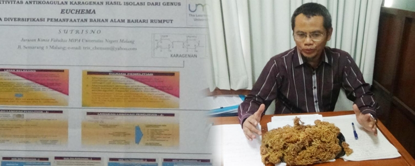 Dr. Sutrisno, M.Si., menunjukkan rumput laut bahan jeli